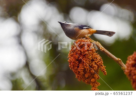 尻尾 しっぽ 尾 65561237