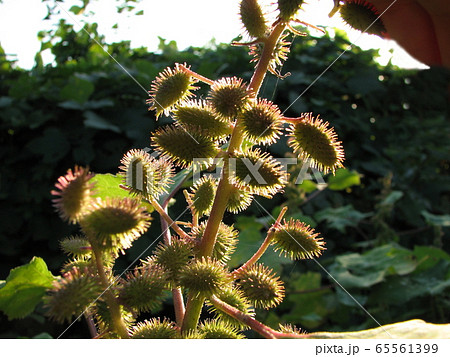 オナモミ 65561399