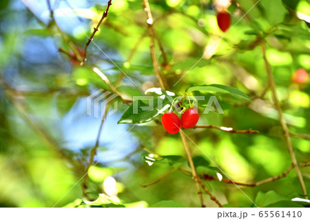 ウグイスカグラの実 65561410