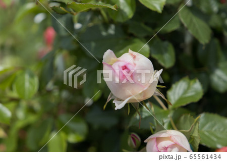 「蜂ヶ峯総合公園」薔薇・2020 65561434