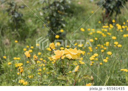 「蜂ヶ峯総合公園」薔薇・2020 65561435