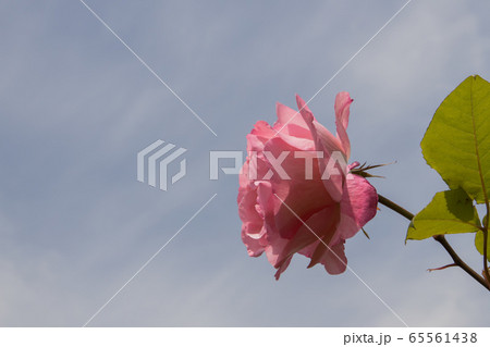 「蜂ヶ峯総合公園」薔薇・2020 「蜂ヶ峯総合公園」薔薇・2020 65561438