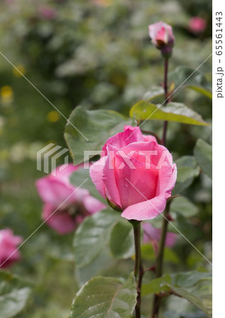 「蜂ヶ峯総合公園」薔薇・2020 65561443