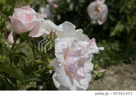 「蜂ヶ峯総合公園」薔薇・2020 65561451