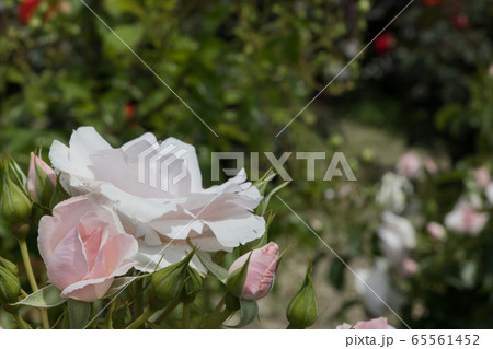 「蜂ヶ峯総合公園」薔薇・2020 65561452