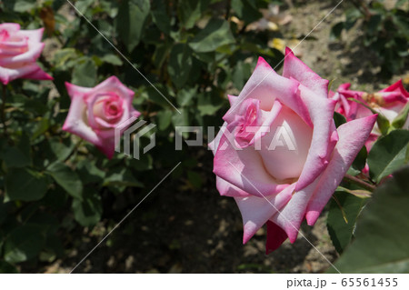 「蜂ヶ峯総合公園」薔薇・2020 65561455