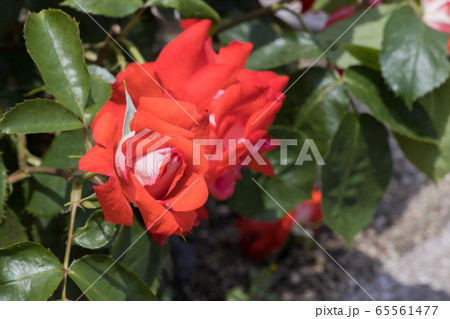 「蜂ヶ峯総合公園」薔薇・2020 65561477