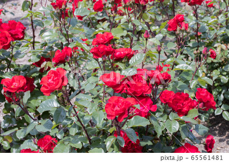 「蜂ヶ峯総合公園」薔薇・2020 65561481