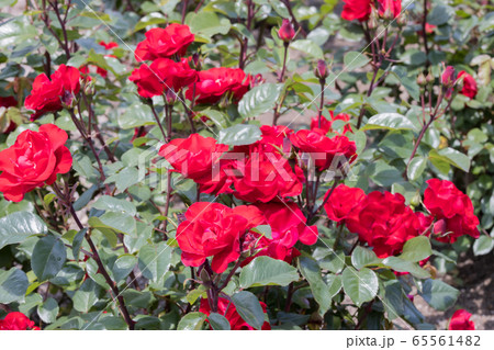 「蜂ヶ峯総合公園」薔薇・2020 「蜂ヶ峯総合公園」薔薇・2020 65561482