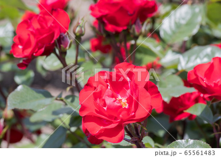 「蜂ヶ峯総合公園」薔薇・2020 65561483