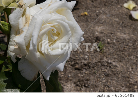 「蜂ヶ峯総合公園」薔薇・2020 65561488