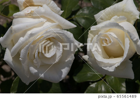 「蜂ヶ峯総合公園」薔薇・2020 65561489