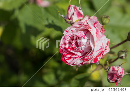 「蜂ヶ峯総合公園」薔薇・2020 65561493