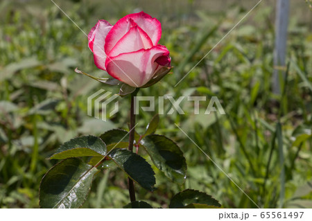 「蜂ヶ峯総合公園」薔薇・2020 「蜂ヶ峯総合公園」薔薇・2020 65561497