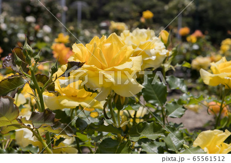 「蜂ヶ峯総合公園」薔薇・2020 65561512