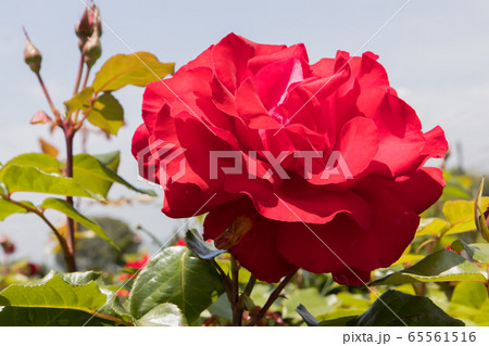 「蜂ヶ峯総合公園」薔薇・2020 65561516