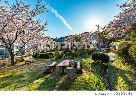 宝塚市、中山五月台の夕景と桜 65561545