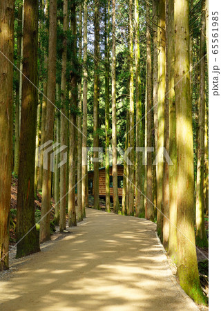遊歩道 杉 の多元 65561985