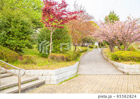 桜道 桜道 65562824