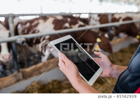 Midsection of manager with tablet standing on diary farm, agriculture industry. 65562939