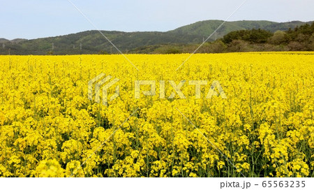 菜の花 65563235