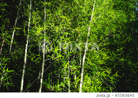 Bamboo tree bamboo forest green nature 65563645
