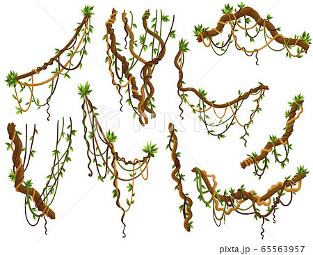 Collection of twisted wild lianas branches. Jungle vine plants. Rainforest flora and exotic botany Collection of twisted wild lianas branches. Jungle vine plants. Rainforest flora and exotic botany 65563957