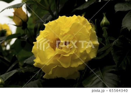 自然 風景 韓国 65564340