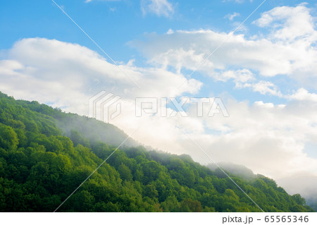 fog and mist above the forest. beautiful morning fog and mist above the forest. beautiful morning 65565346