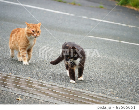野良猫・恋 野良猫・恋 65565651