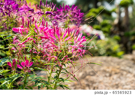 Beautiful Cleome spinosa or Spider flower in the 65565923