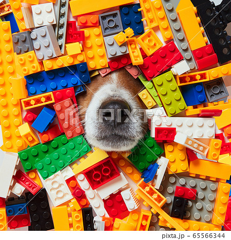 dog and constructor dog and constructor 65566344