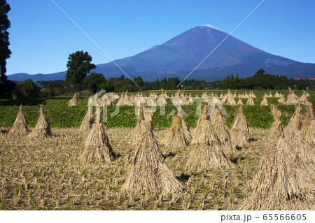 豊作の秋 65566605