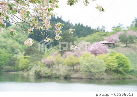 黄桜　秋田県　八塩いこいの森　 65566613