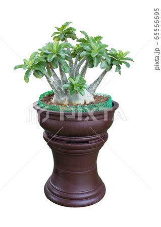 Azalea flowers in a ceramic pots, white 65566695