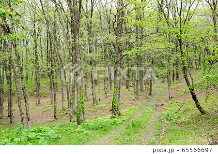 新緑の森　秋田県　 65566697
