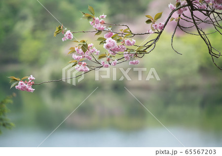 桜 秋田県 八塩いこいの森 桜 秋田県 八塩いこいの森 65567203
