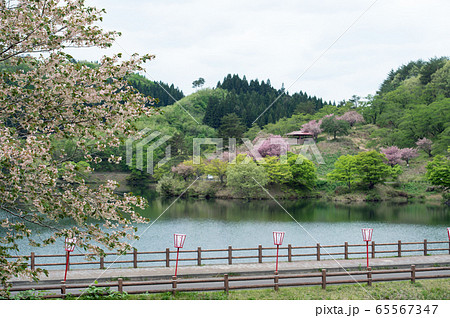 黄桜 秋田県 八塩いこいの森 黄桜 秋田県 八塩いこいの森 65567347