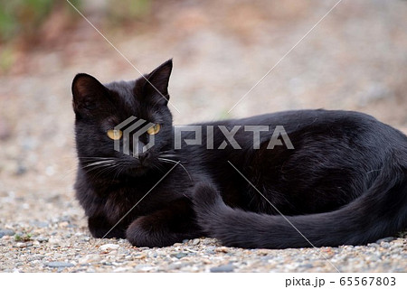 黒猫 黒猫 65567803