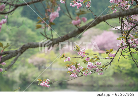 桜 秋田県 八塩いこいの森 桜 秋田県 八塩いこいの森 65567958