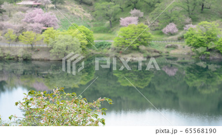 黄桜　秋田県　八塩いこいの森　 65568190