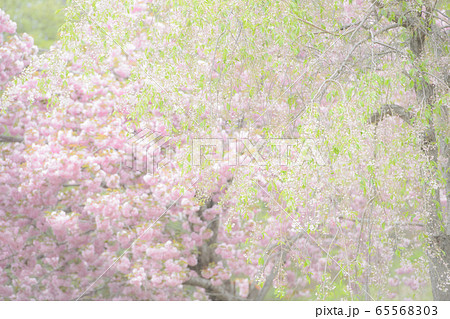 春イメージ 春イメージ 65568303
