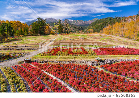 長野県 木曽御嶽山 御岳ロープウェイ 山麓駅 お花畑の写真素材