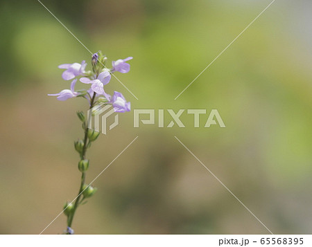 初夏の野に咲くマツバウンラン 65568395
