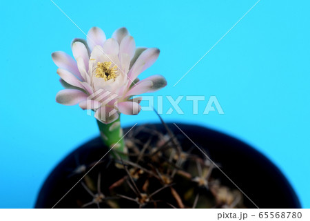 ymnocalycium cactus  flower on blue background 65568780