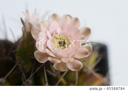 ymnocalycium cactus  flower on white background 65568784