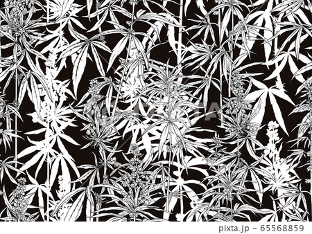 Hemp, Cannabis seamless pattern, background. 65568859