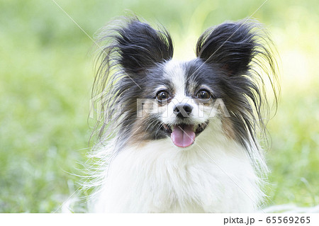 微笑むパピヨン 65569265