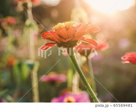 Early spring flowers on a grass background Early spring flowers on a grass background 65569481