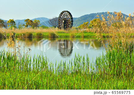 芽吹く葦原の向こうに大水車 65569775